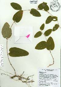 Smilax pumila image