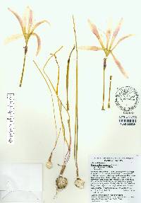 Zephyranthes atamasca image