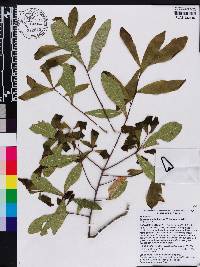 Quercus hemisphaerica image