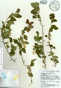 Crataegus aestivalis image