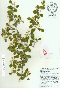 Crataegus michauxii image