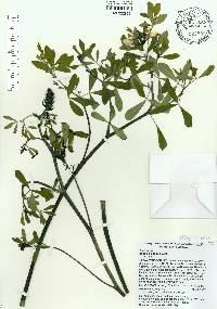 Baptisia alba image