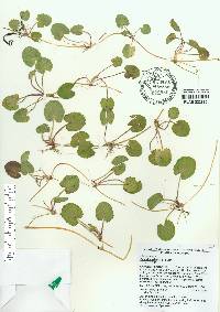 Centella asiatica image