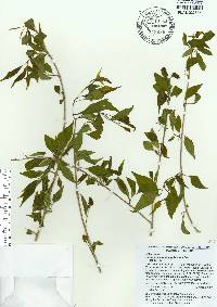 Forestiera acuminata image