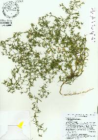 Polypremum procumbens image