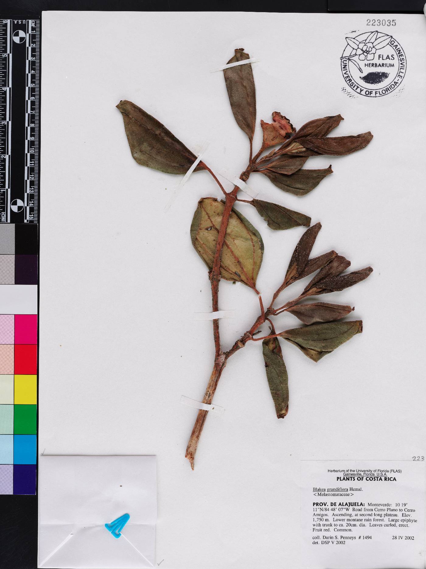 Blakea grandiflora image