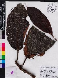 Blakea brunnea image
