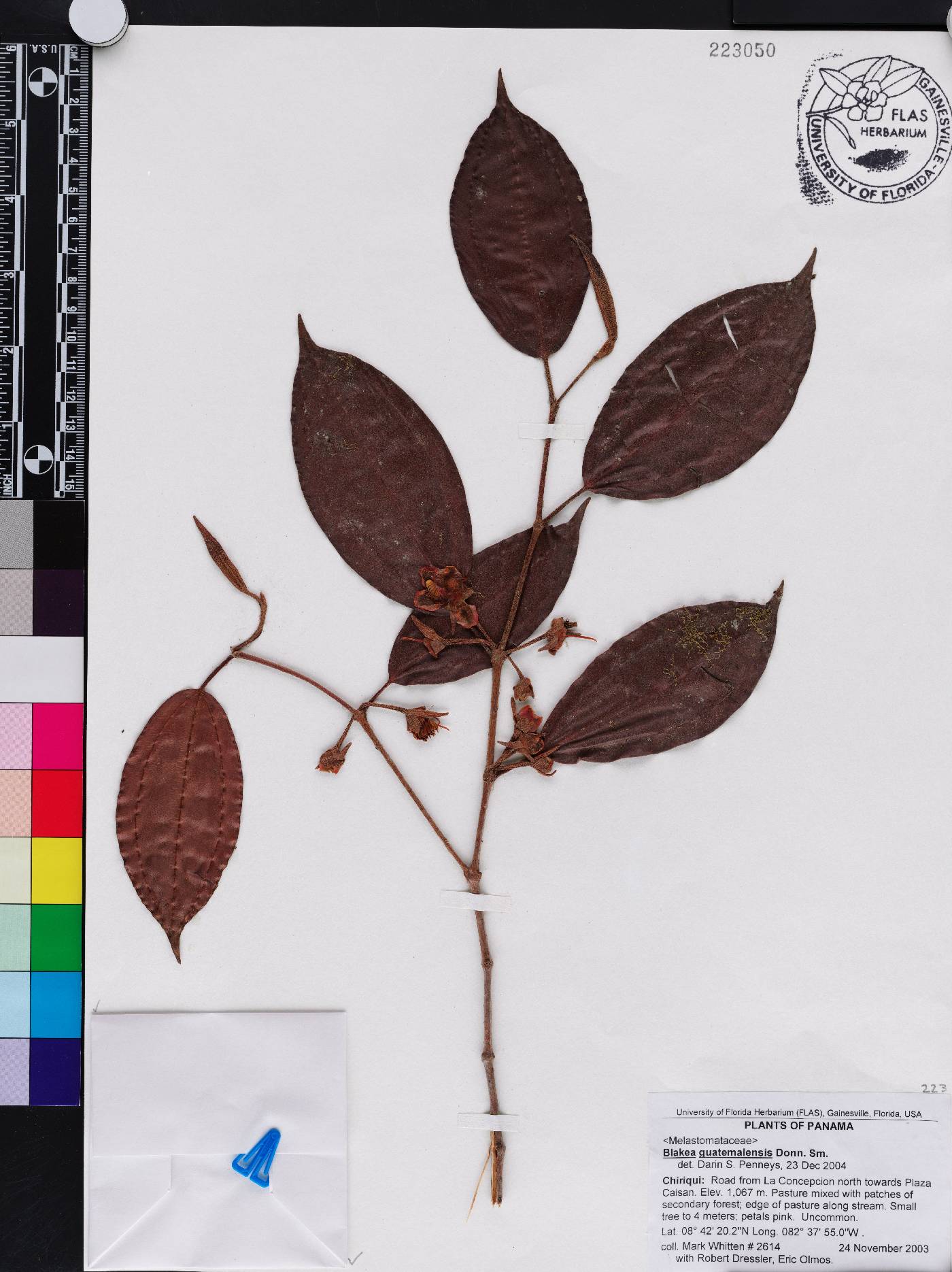 Blakea guatemalensis image