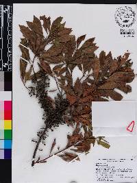 Myrica cerifera image