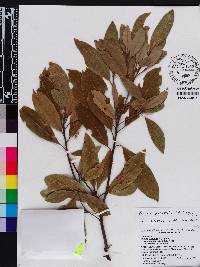 Persea palustris image