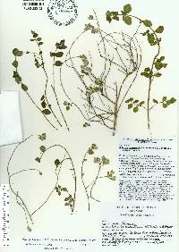 Image of Clinopodium banaoense