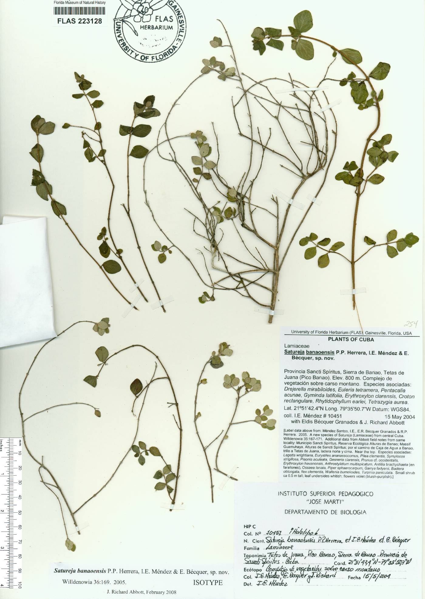 Clinopodium banaoense image