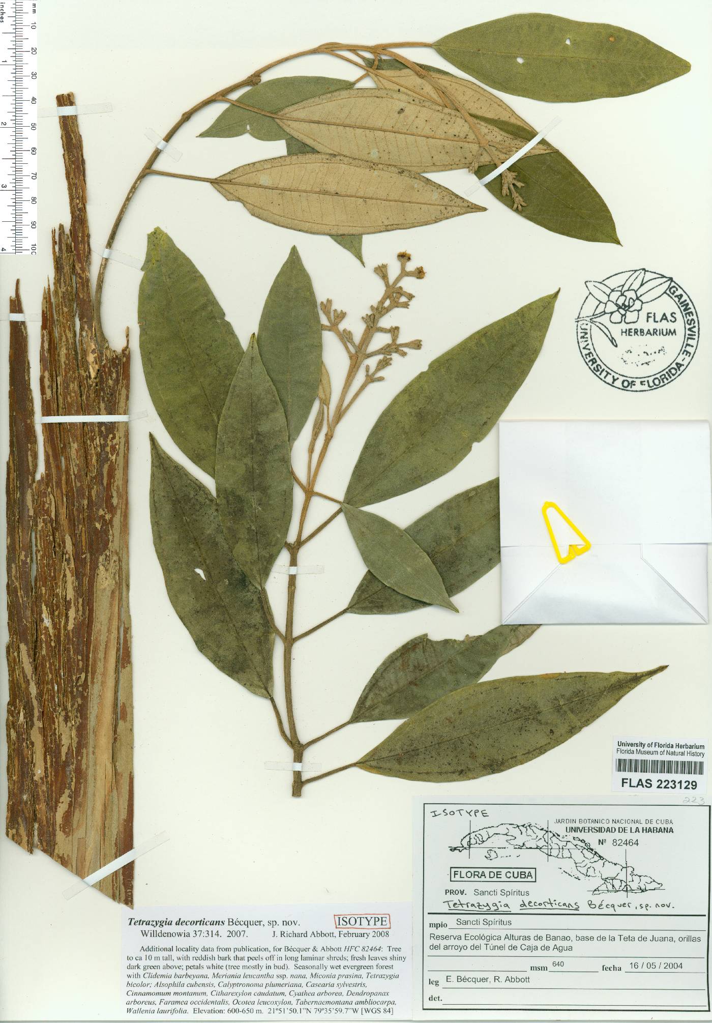 Miconia decorticans image