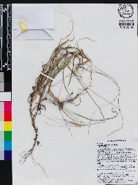 Digitaria debilis image