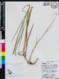 Image of Digitaria eylesii