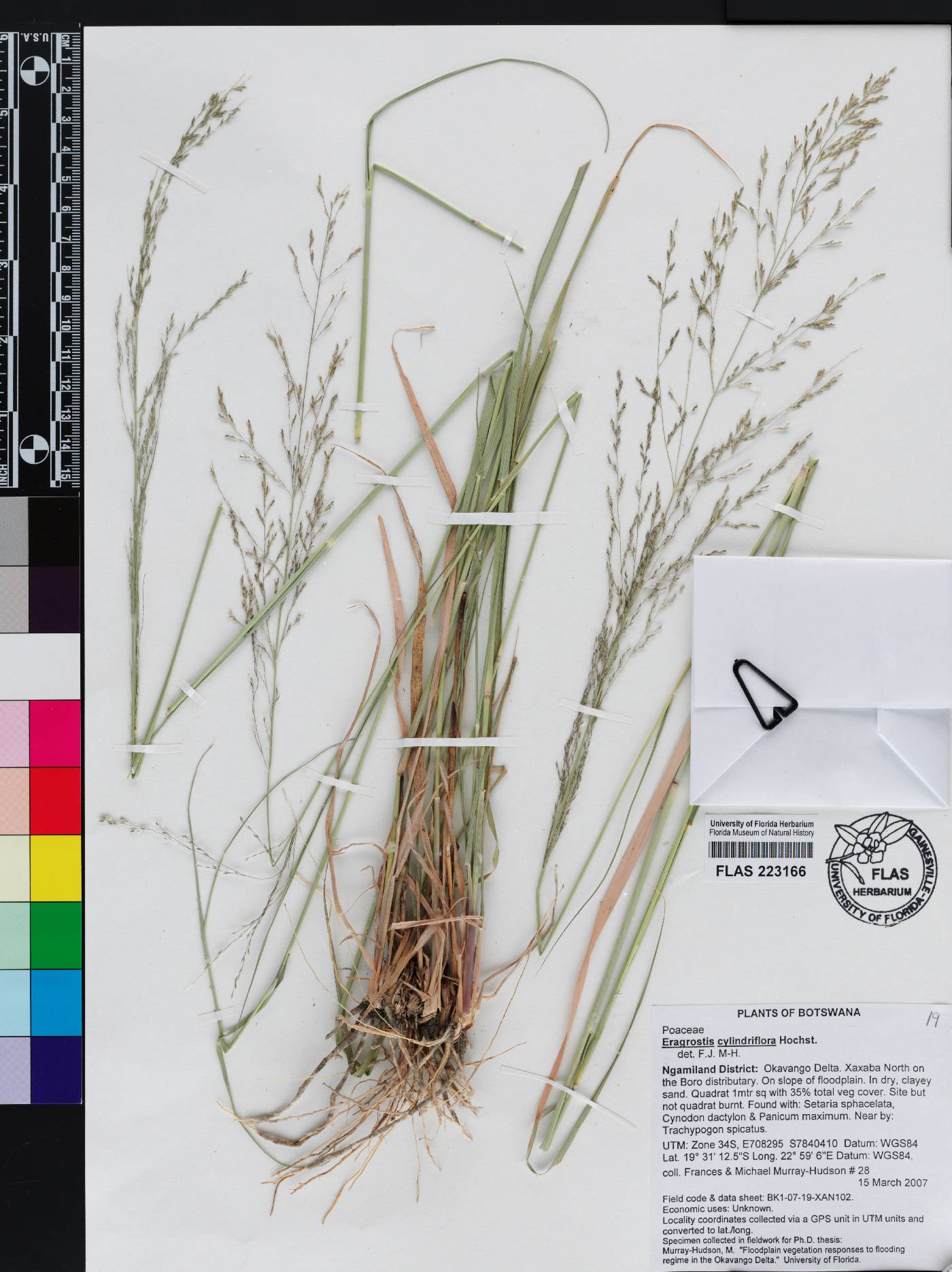 Eragrostis cylindriflora image