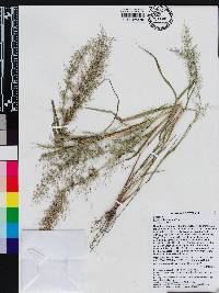 Eragrostis viscosa image