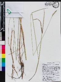 Setaria sphacelata image