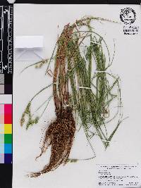 Carex alata image