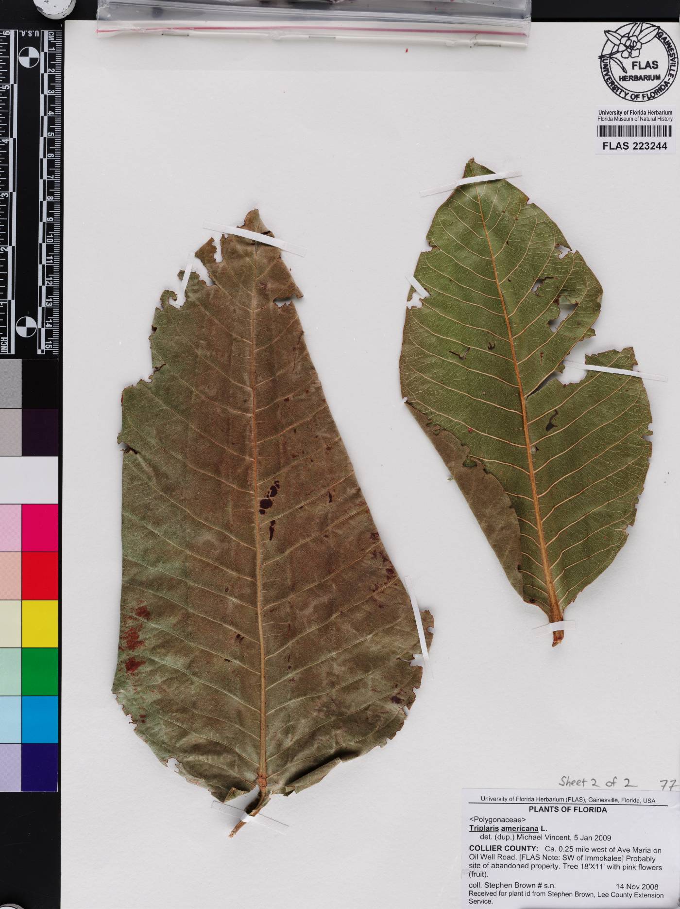 Triplaris americana image