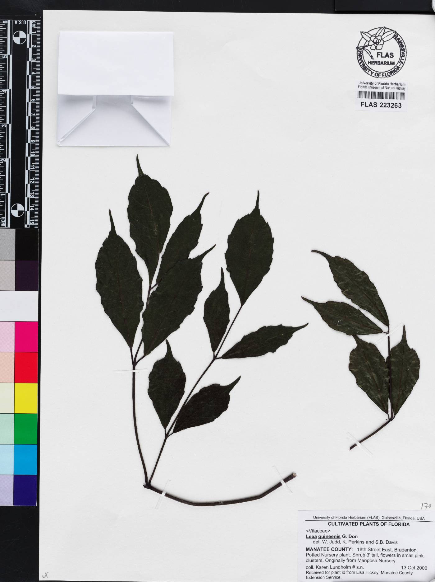 Leea guineensis image