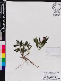 Ruellia dipteracanthus image