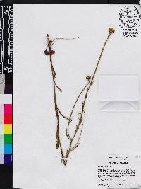 Balduina uniflora image