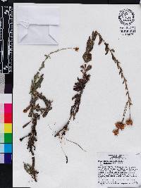 Chrysopsis gossypina subsp. gossypina image