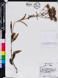 Eupatorium album image