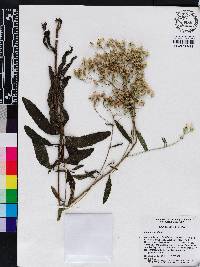 Eupatorium album image