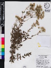Eupatorium cuneifolium image