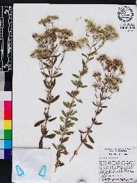 Eupatorium semiserratum image