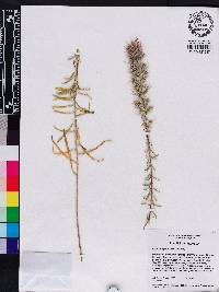 Liatris elegans image