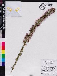 Liatris elegans image