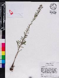 Liatris gracilis image