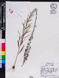 Liatris gracilis image