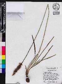 Liatris tenuifolia var. quadriflora image