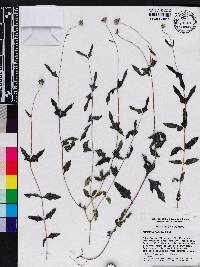 Melanthera nivea image