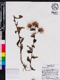 Pluchea foetida image
