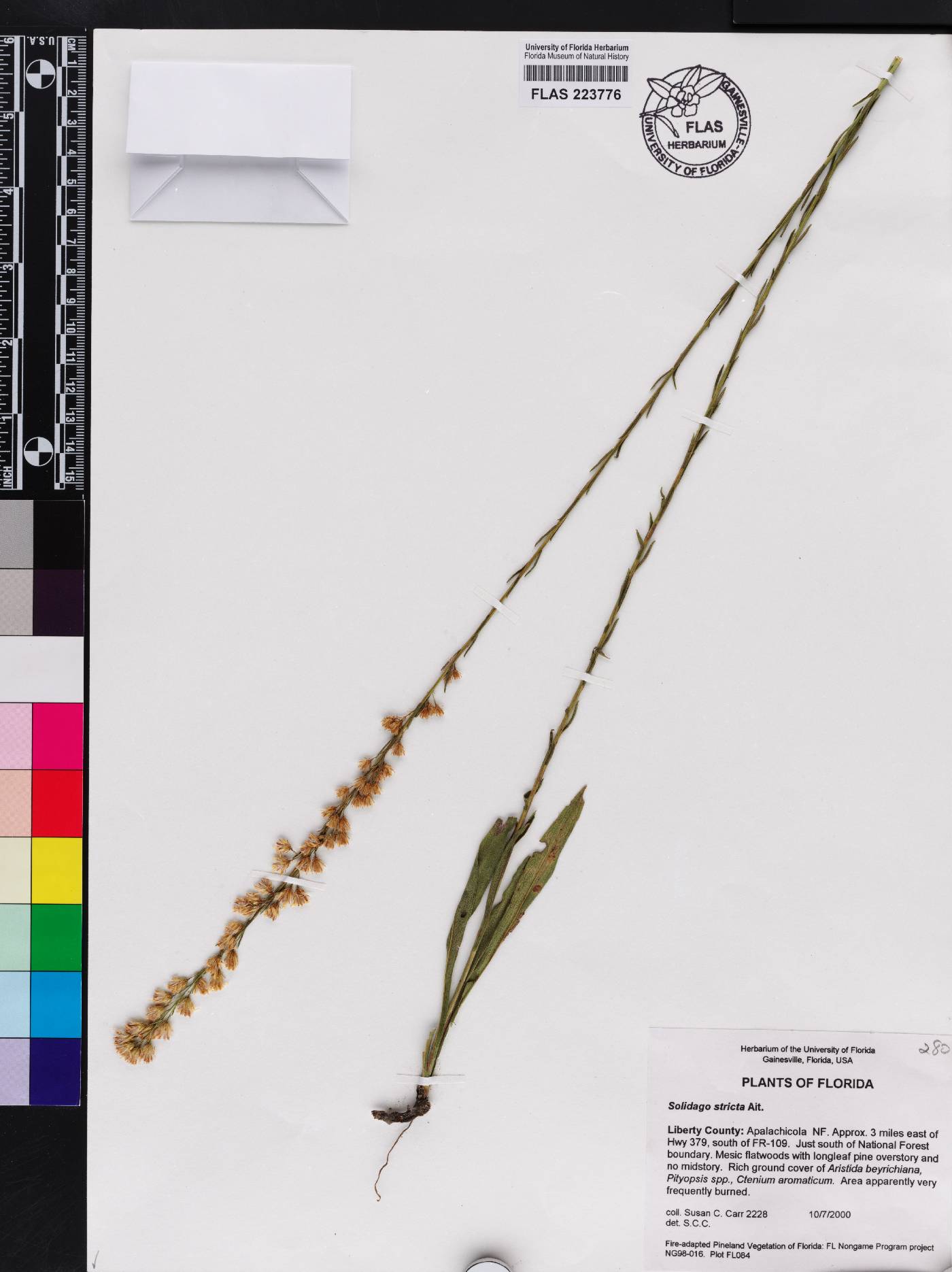 Solidago stricta image