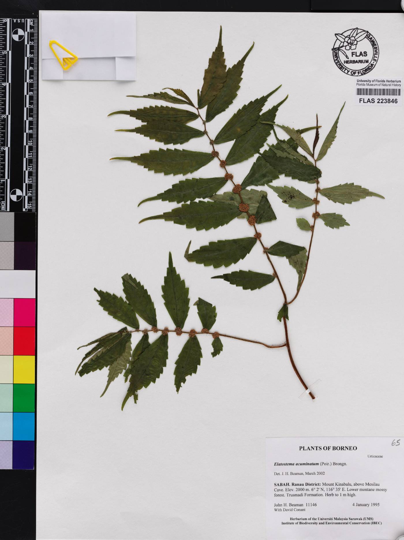 Elatostema acuminatum image