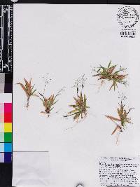 Dichanthelium strigosum subsp. glabrescens image