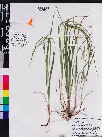 Carex dasycarpa image