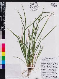 Carex godfreyi image