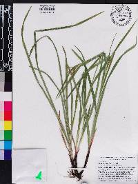 Carex oxylepis image