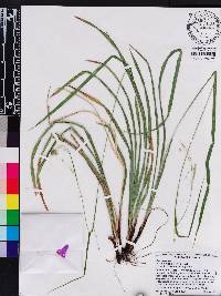 Carex oxylepis image