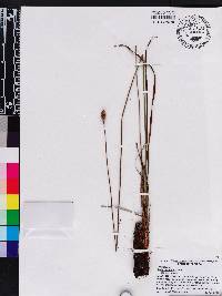 Xyris caroliniana image