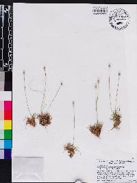 Lachnocaulon anceps image