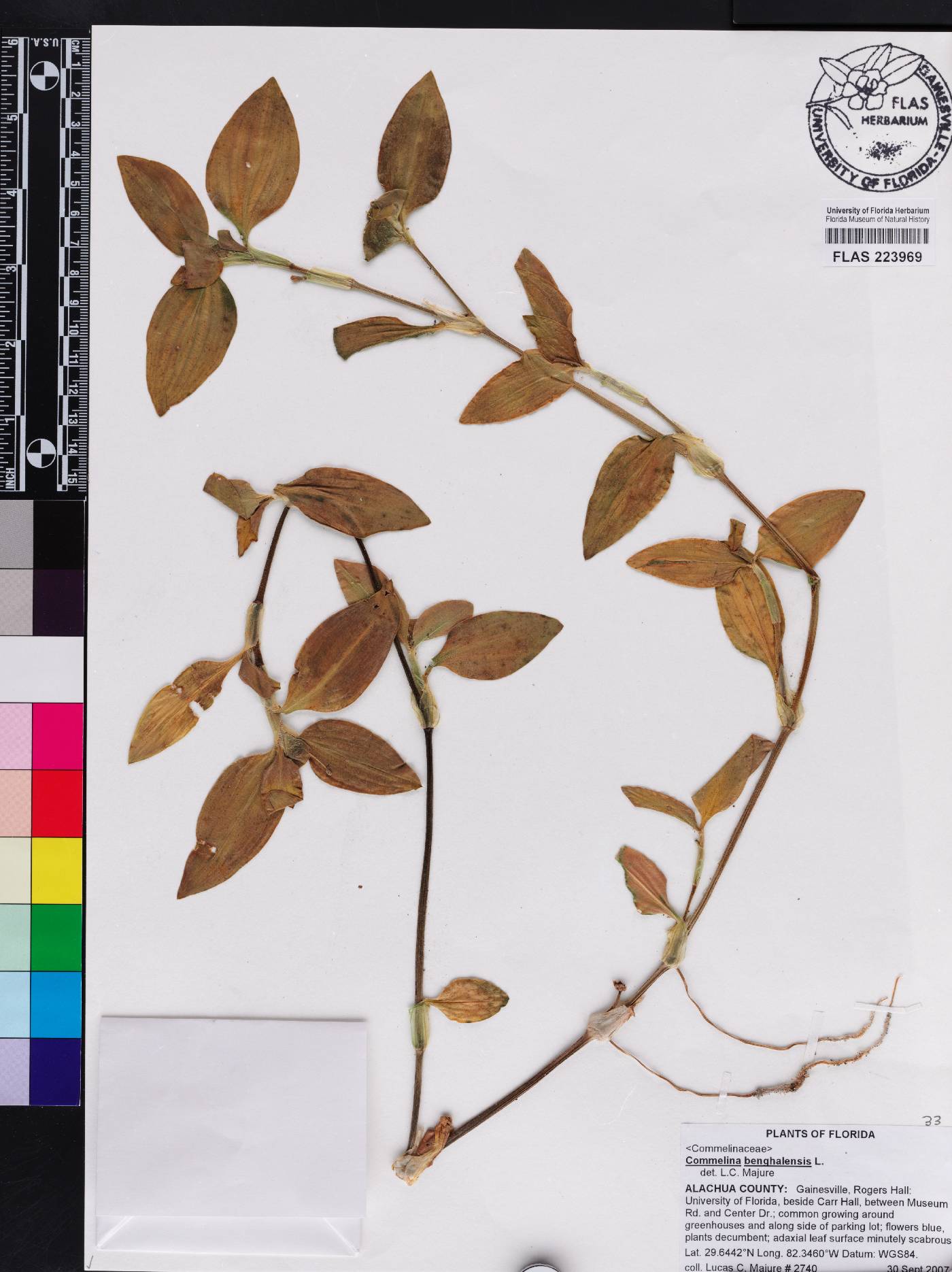 Commelina benghalensis image