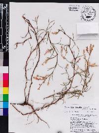 Polygonella robusta image